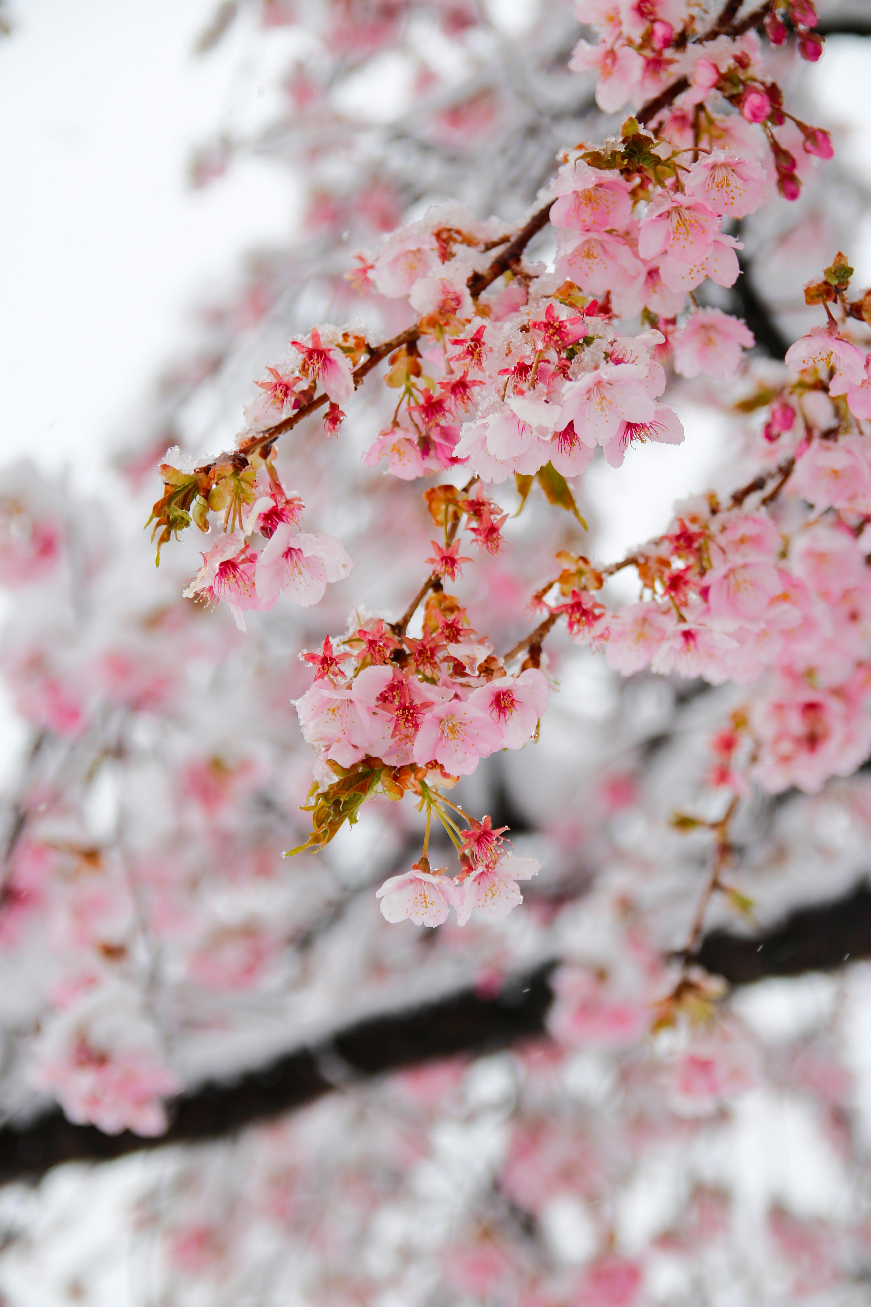 Snow resting on pink cherry blossoms