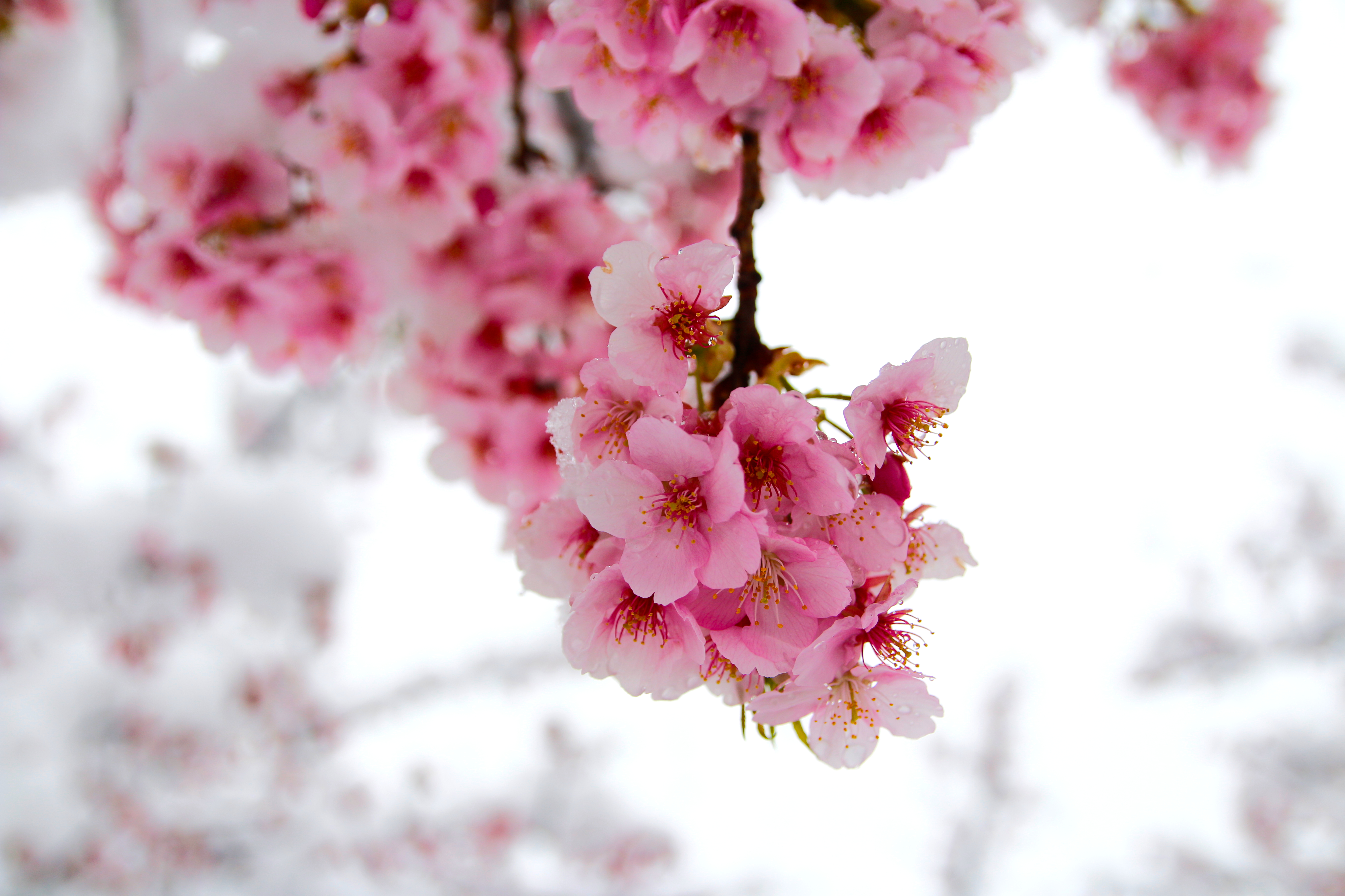 Pink cherry blossoms dusted with snow