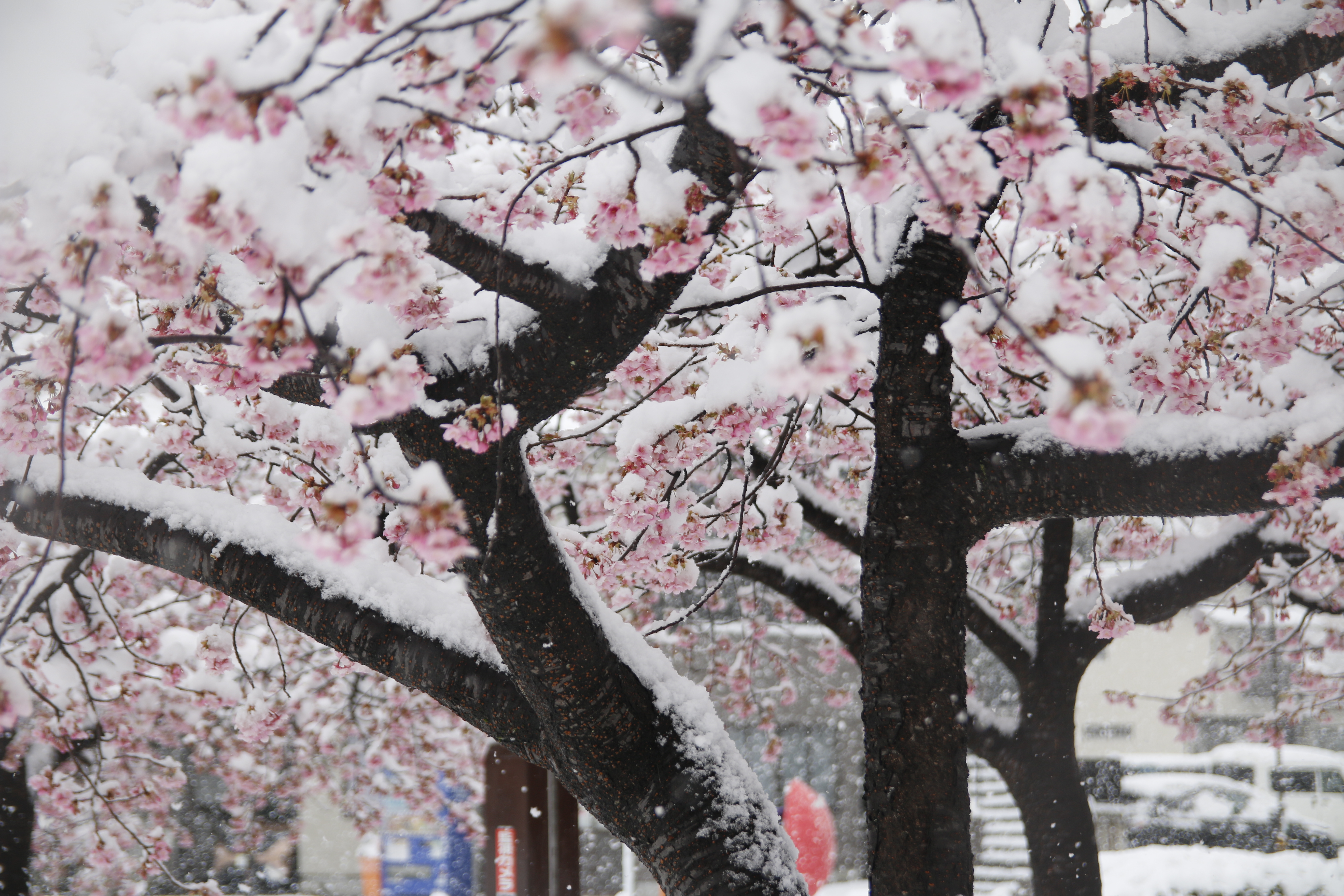 Cherry tree branches covered in snow